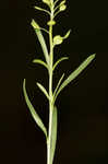 Common pepperweed